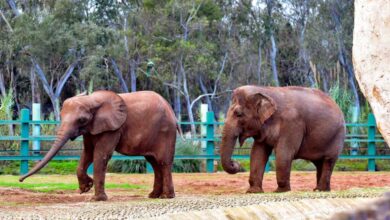 حديقة عين السبع فيل