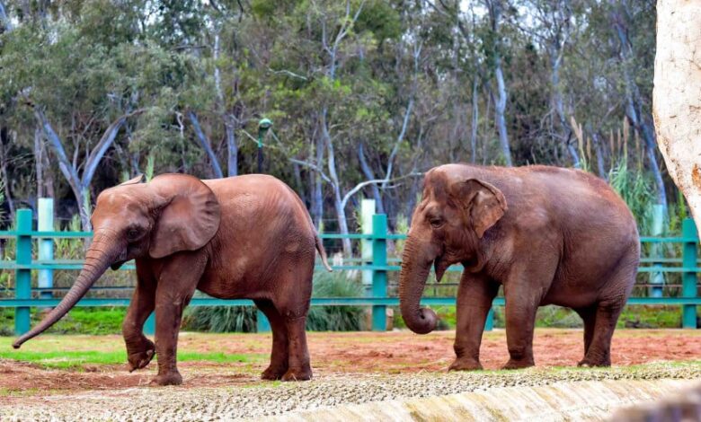 حديقة عين السبع فيل