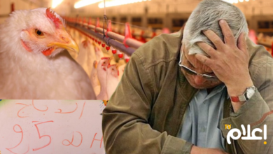 ارتفاع أسعار الدجاج