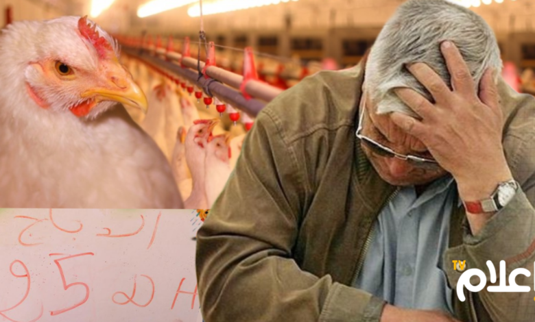 ارتفاع أسعار الدجاج
