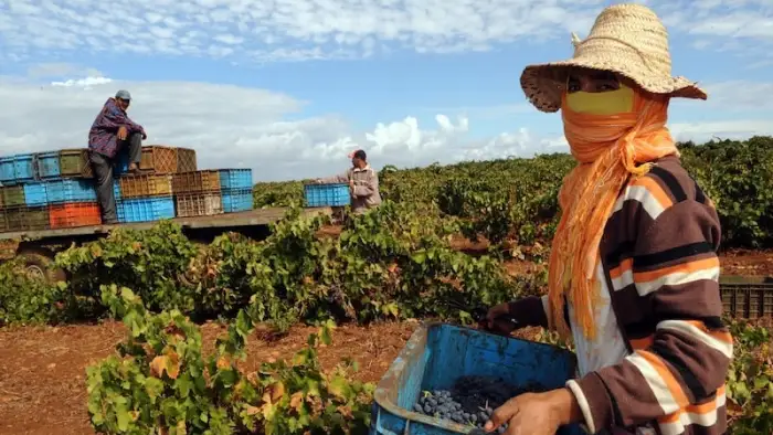 الفلاحة الزراعة