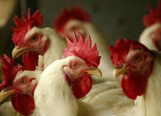 السلطات البرتغالية تبدأ إجراءات صارمة بعد اكتشاف بؤرة لإنفلونزا الطيور في مزرعة للدجاج